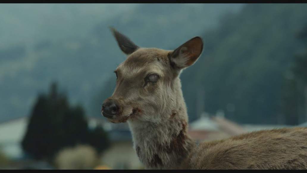 「train to busan deer」的圖片搜尋結果