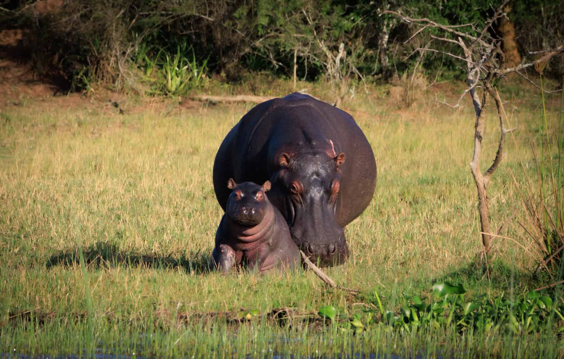 Escape from Extinction Rewilding still
