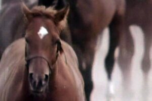 Song of the horse
