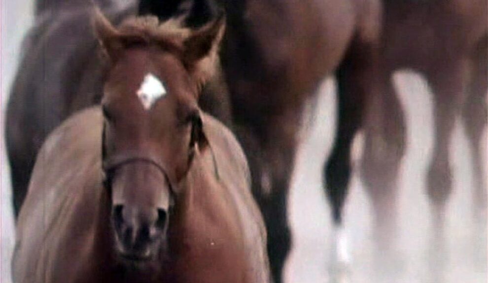 Song of the horse